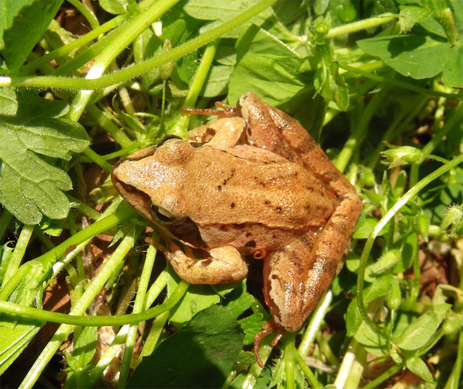 Rana dalmatina